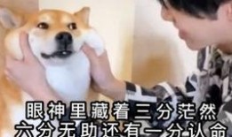 哼唧唧吃瓜视频,带你领略网络热点的魅力