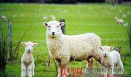 小羊吃瓜视,一场欢乐的田园盛宴