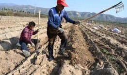 吃瓜黄河滩,一场别开生面的夏日盛宴