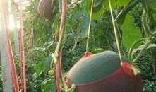 吐鲁番晚上吃瓜,瓜果飘香美食之旅