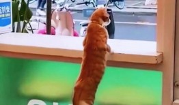 猫咪在线直播吃瓜