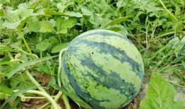 吃新的瓜,新鲜瓜果盛宴来袭！