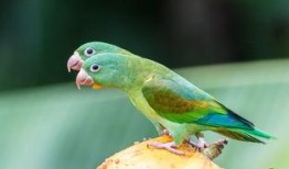 怪鸟吃瓜,瓜田里的神秘食客