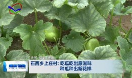 深圳西乡吃瓜,瓜果飘香，品味夏日清凉时光
