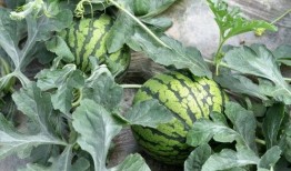 金乡金山老师吃瓜,揭秘金乡教育界的“瓜田”风云