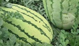 左右吃瓜的样子,笑谈人间百态