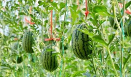 大早上满地吃瓜,大早上的独特市井风情