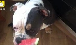 猫咪小狗吃瓜,喵星人与汪星人共享夏日瓜果盛宴