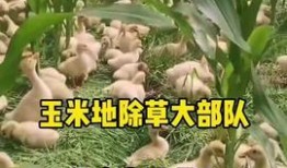 小羊吃瓜,趣味盎然的田园生活剪影