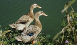 瓜哥吃瓜补全鸭子,揭秘娱乐圈的“鸭”事奇闻