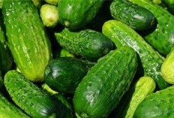 梦见吃蜜蛋瓜,揭秘蜜蛋瓜的奇幻之旅