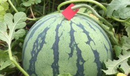 吃瓜打赏,揭秘网络吃瓜文化的打赏现象