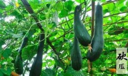 力哥吃瓜摸鱼,揭秘娱乐圈幕后故事