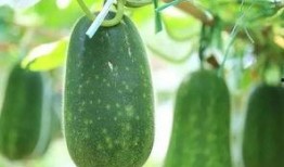 多人公园吃瓜,见证人间百态