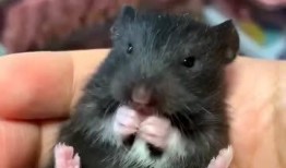 吃货仓鼠克拉克吃瓜,吃货仓鼠的美食探险之旅