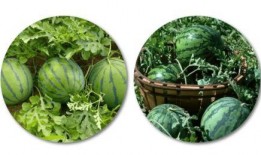 看瓜如何吃,看瓜吃瓜，解锁夏日消暑新姿势