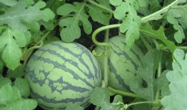 林青平吃瓜,揭秘娱乐圈幕后真相