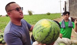 业务员吃瓜,揭秘业务员如何借吃瓜提升业绩