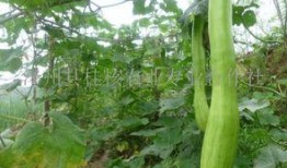 砍瓜叶子怎么吃,家常美味新选择