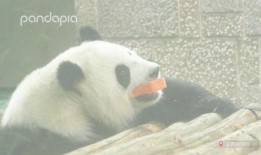 熊猫的吃瓜日记