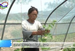 深圳西乡吃瓜,瓜果飘香，品味夏日清凉时光