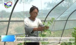 深圳西乡吃瓜,瓜果飘香，品味夏日清凉时光