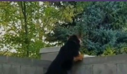 吃瓜真的不分物种,共享人间烟火气