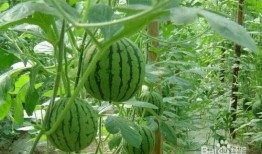 汉源小学吃瓜事件,校园食品安全引发关注