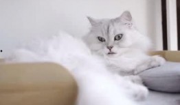 猫咪在线直播吃瓜