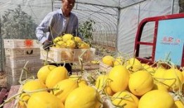 沁阳吃瓜群众,吃瓜群众的热议焦点