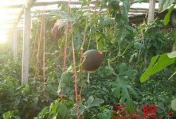 吐鲁番晚上吃瓜,瓜果飘香美食之旅