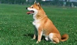 三个月小狗吃瓜