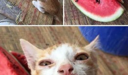 cat吃瓜
