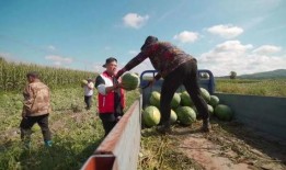 村民吃瓜现场,欢乐氛围下的乡村生活剪影