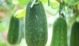 吃瓜不能停韩国,吃瓜群众不能停