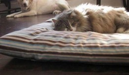 猫咪小狗吃瓜,喵星人与汪星人共享夏日瓜果盛宴