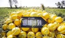 抖音康县吃瓜,揭秘当地特色美食背后的故事