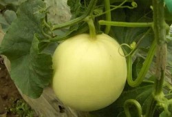 一起吃瓜得小瓜,一起品尝吃瓜小瓜的欢乐时光