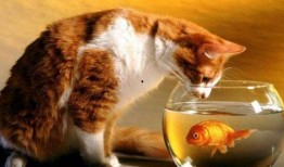 猫吃黄金蜜瓜好吗怎么吃,美味与健康的完美结合