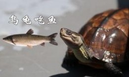 王八吃瓜图片,趣味横生的夏日瞬间