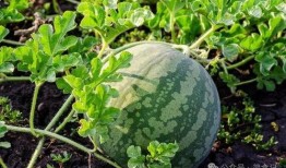 吃瓜最快的国家,全球吃瓜速度最快的国家揭秘