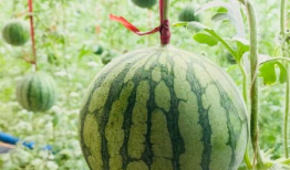 夏冰雹吃瓜,一场吃瓜引发的奇幻之旅