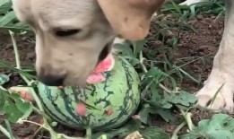 看瓜比吃瓜甜下一句,揭秘“看瓜比吃瓜甜”背后的心理奥秘