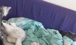 喵喵吃瓜视频,揭秘娱乐圈那些不为人知的幕后故事