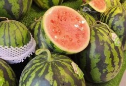 龙瓜可以天天吃吗