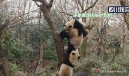 熊猫的吃瓜日记