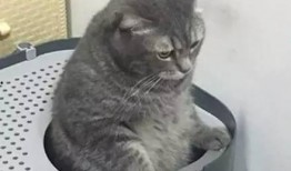 猫咪小狗吃瓜,喵星人与汪星人共享夏日瓜果盛宴