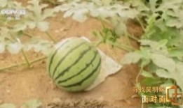 人民网吃瓜,从娱乐八卦到社会现象