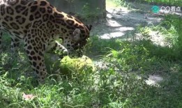 嗷大猫吃瓜,揭秘娱乐圈幕后故事