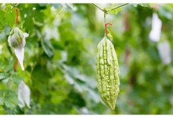 处暑过后吃三瓜